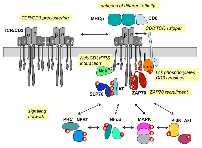 TCR/CD3 signaling. (Louis-Dit-Sully C, 2012) 