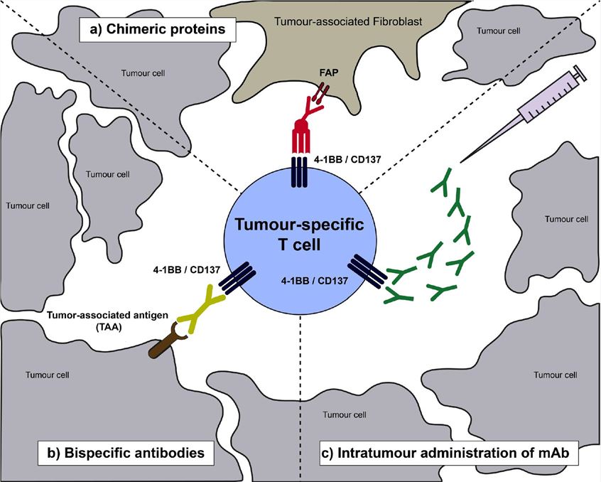 Schematic representation of a tumour-infiltrating T lymphocyte expressing CD137 as a result of priming by tumour-antigen recognition