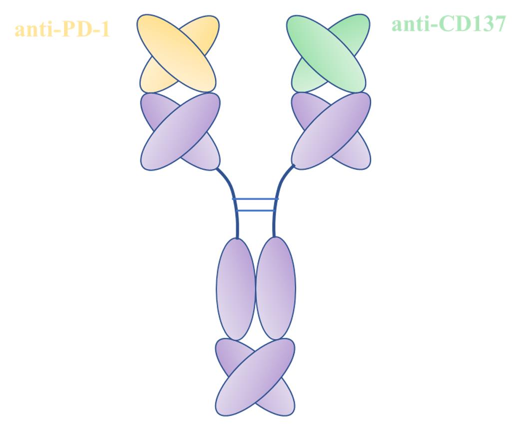 Structure Diagram of BsAb Targeting PD1 and CD137