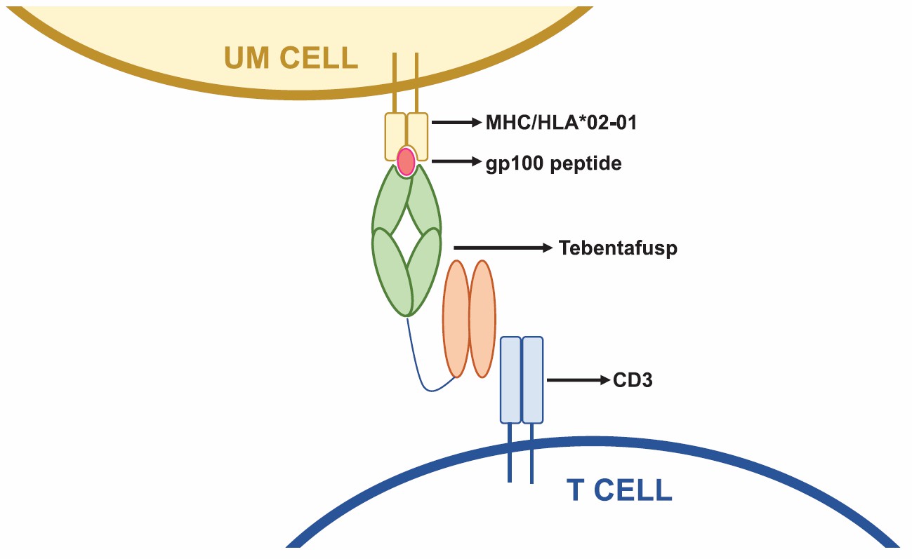 Schematic demonstrating the mechanism of action of tebentafusp (Howlett S, 2023)