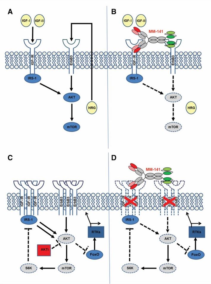 Model of MM-141 Mechanism of Action (Fitzgerald JB, 2014)