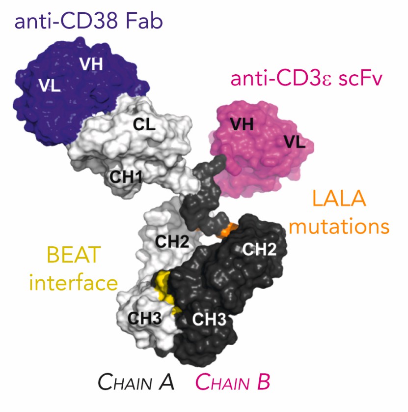 Schematic 3D Representation of ISB 1342 (Pouleau B, 2023)