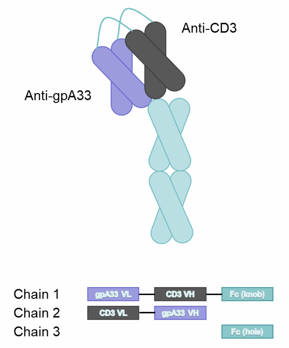 MGD007 Consisting of Three Chains Covalently Linked by Disulfide Bonds (Creative Biolabs)