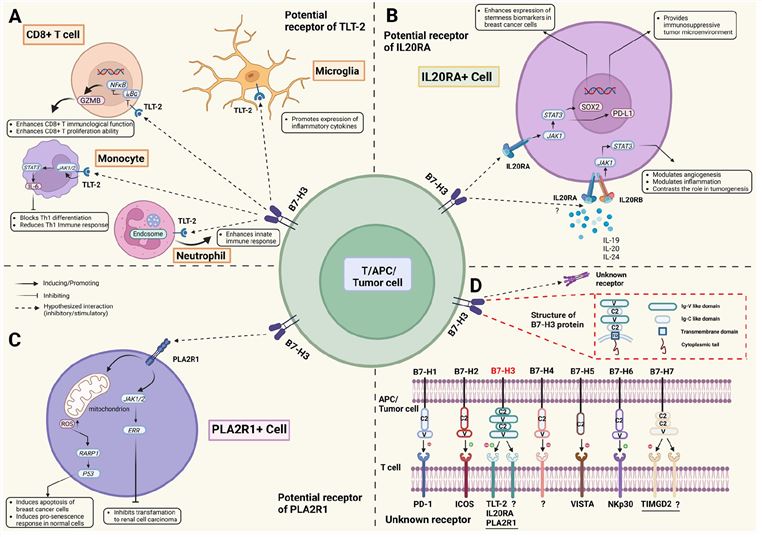 Structures, distributions, interactions, and biological functions of B7H3 and putative receptors (Jin C, 2021)