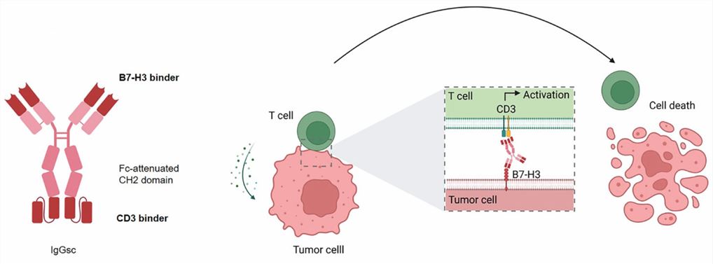 Schematic illustration and mechanism of action of the B7H3xCD3 bsAb CC-3 (Lutz MS, 2023)