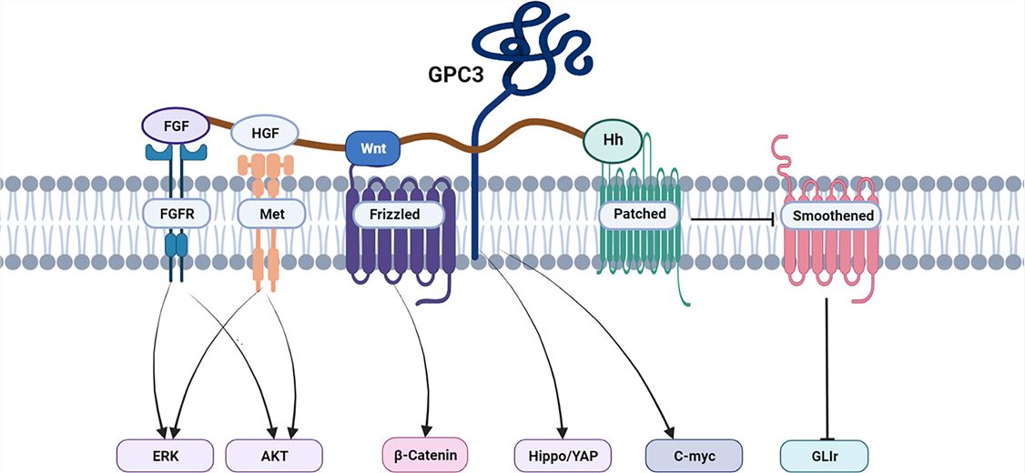 GPC3 Associated Signaling Pathways in HCC (Zheng X, 2022)