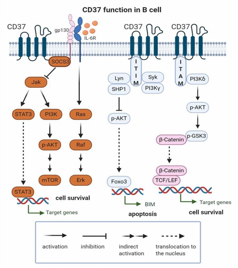 CD37 Function in B Cell (Bobrowicz M, 2020)