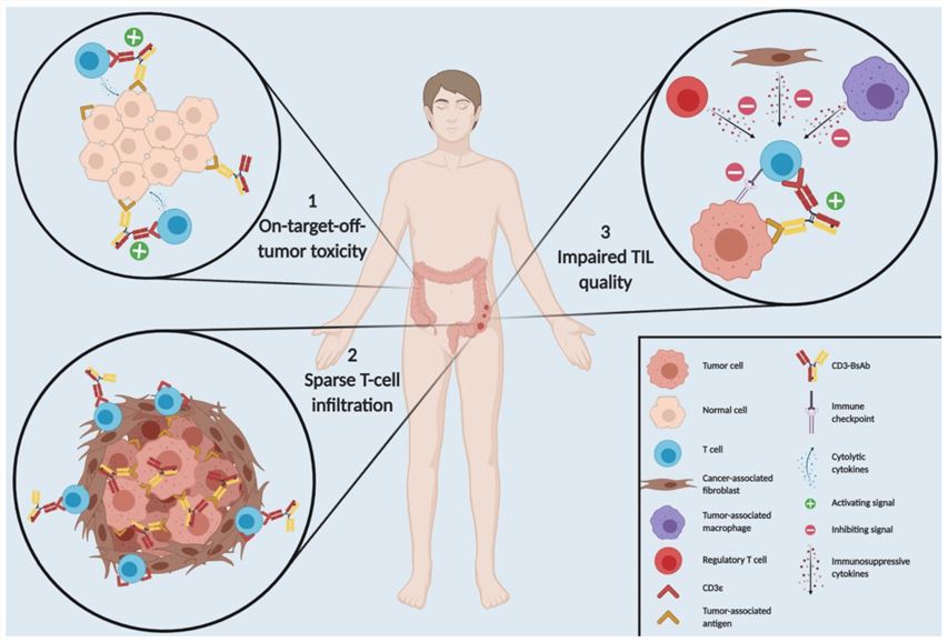 Three Main Hurdles for CD3-BsAb Therapy in Solid Tumors (Middelburg J, 2021)