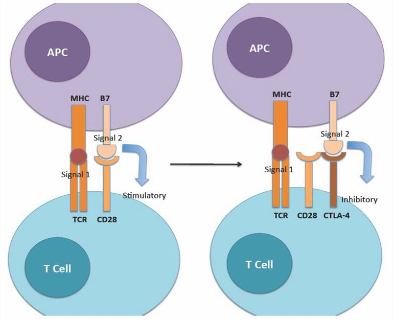 The physiologic role of CTLA-4 is to regulate the amplitude of the early stages of T cell activation