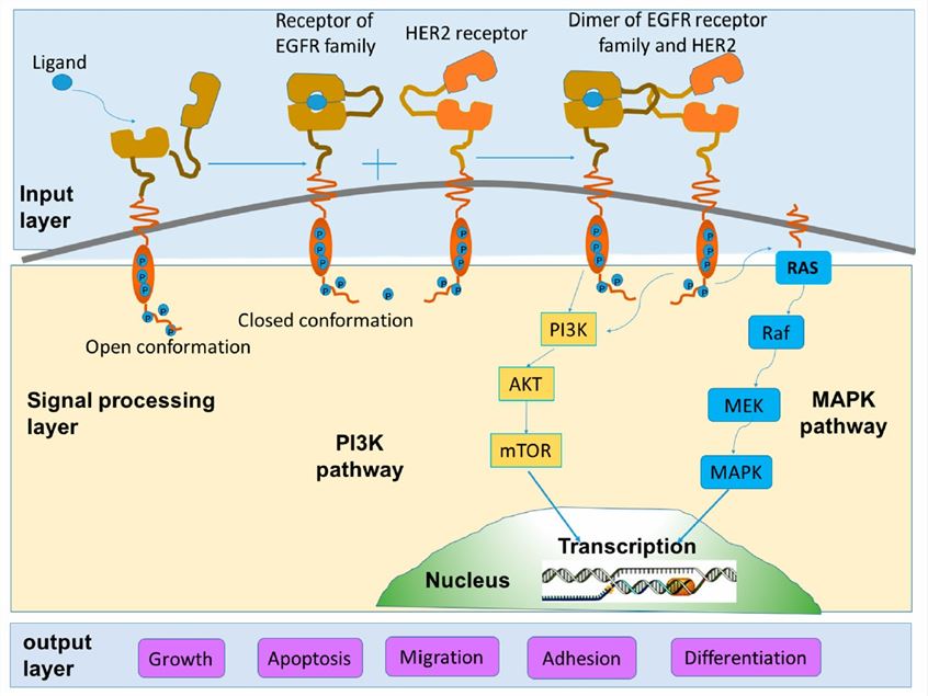 Schematic Diagram of HER2 Signaling Pathways