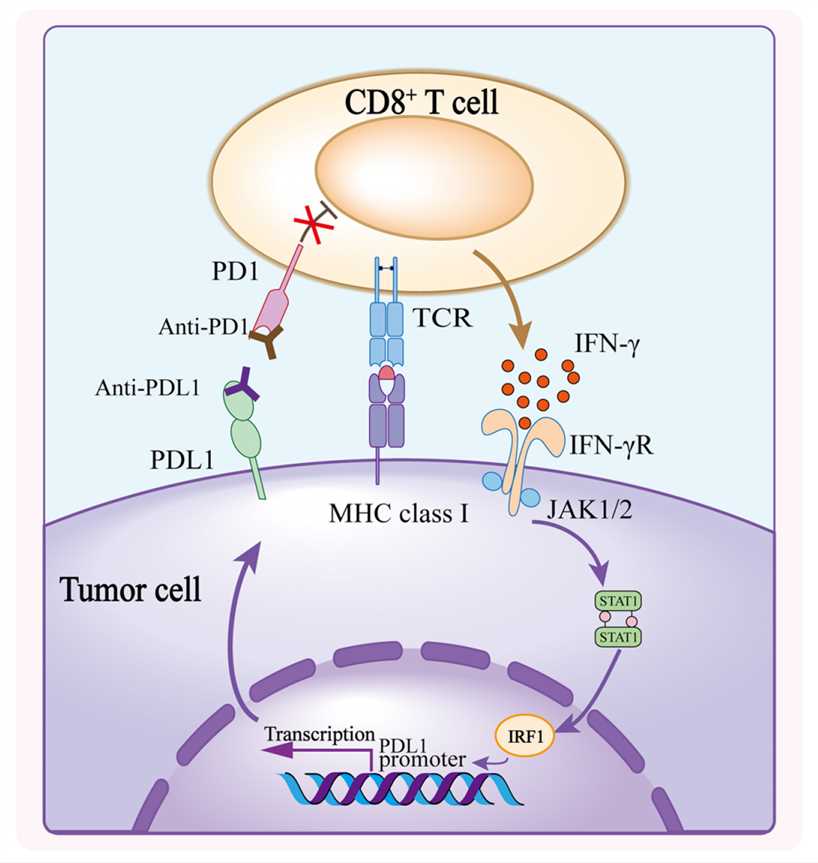 Mechanism of PD1/PDL1 Blockade (Lei Q, 2020)