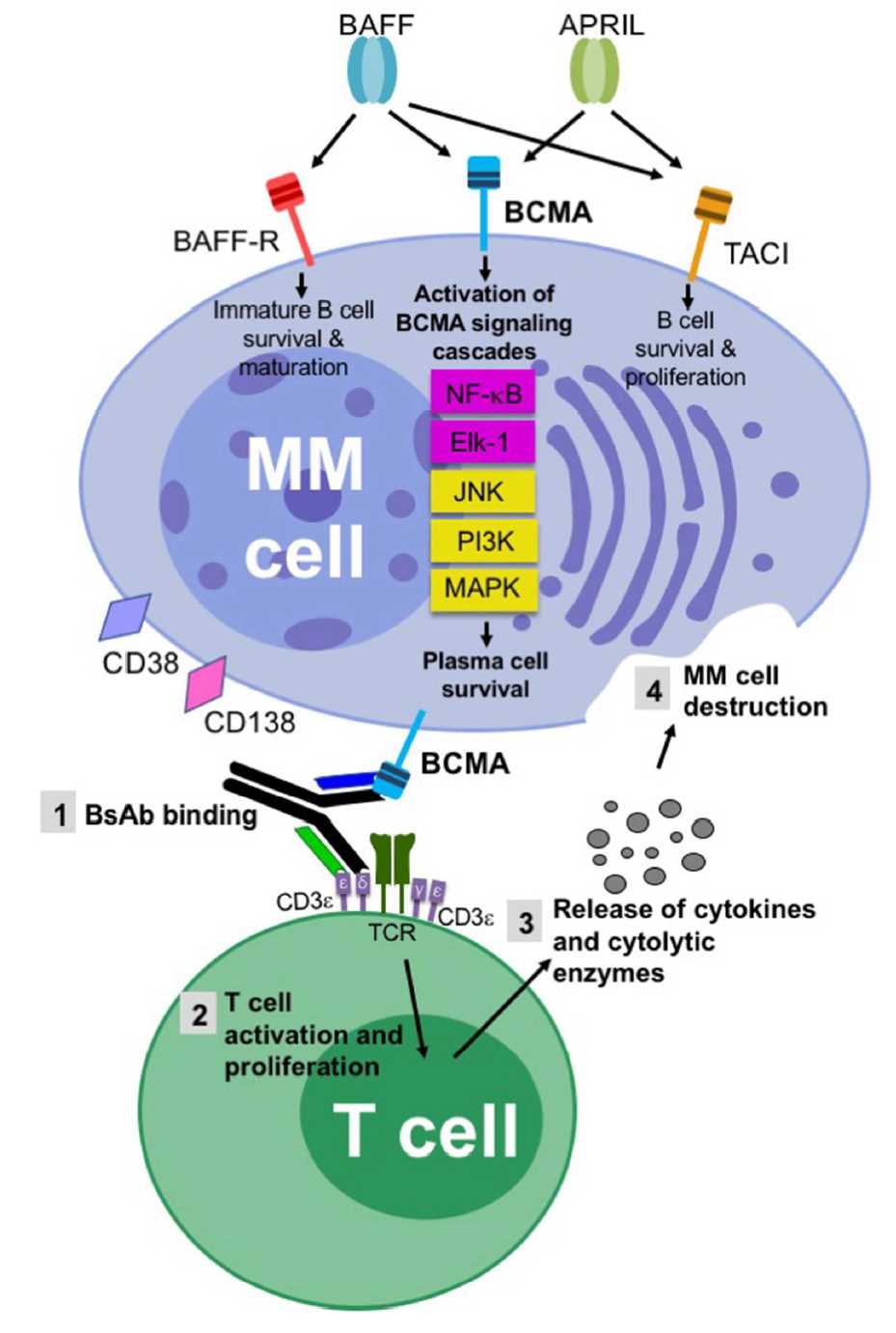 Schematic of key tumor targets and the mechanism of action of BsAbs in multiple myeloma (Caraccio C, 2020)