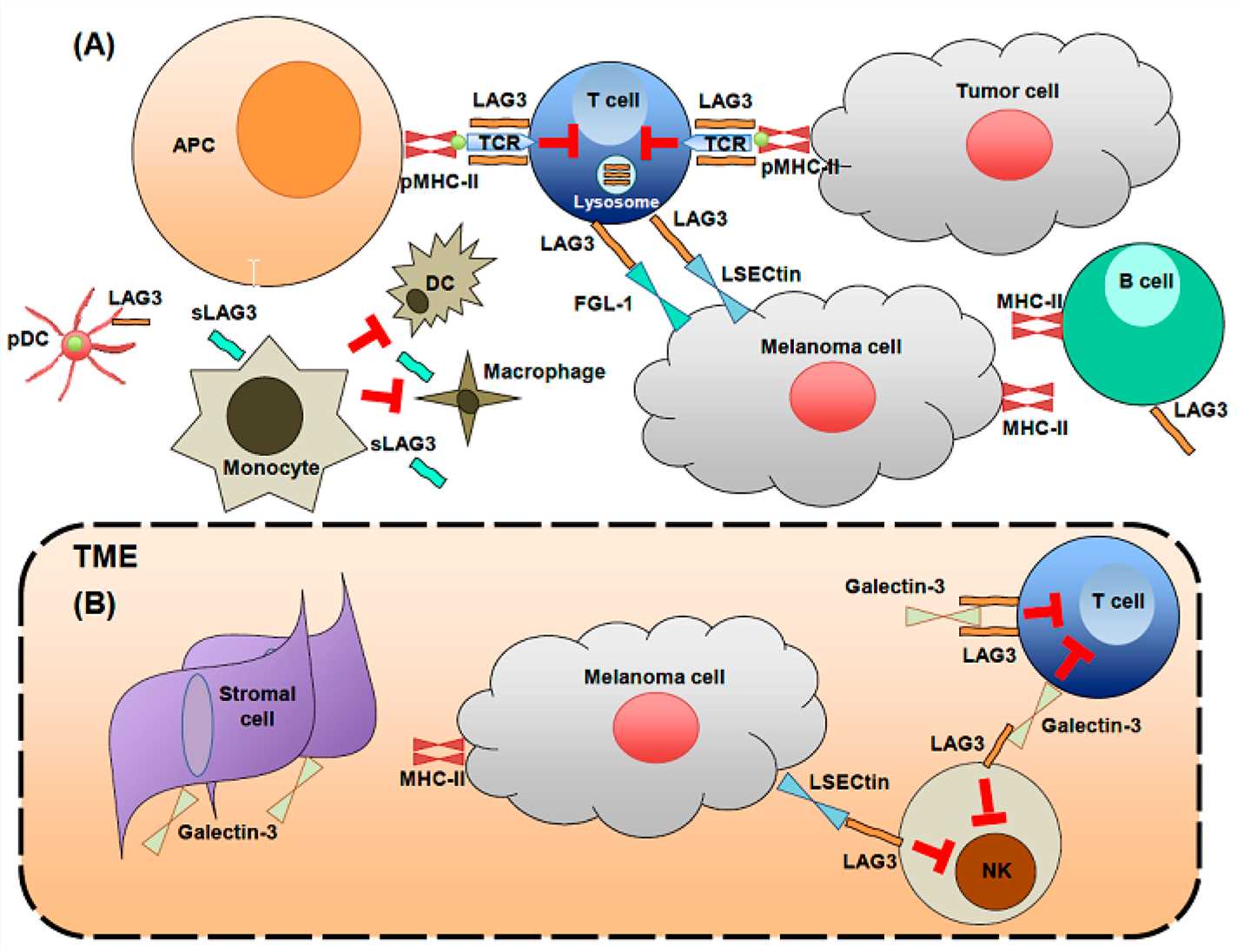 LAG3 biology on immune cells and in the tumor microenvironment (Solinas C, 2019)