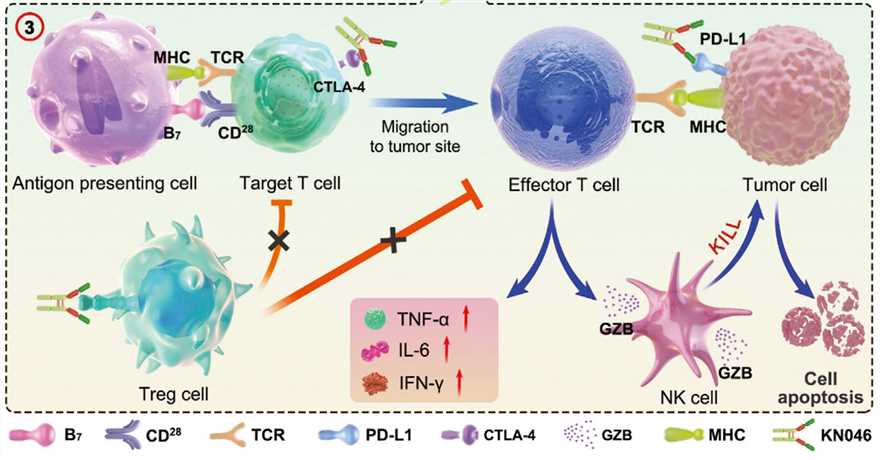 In vivo immune responses of dual-targeting inhibitor of immune checkpoints (Jiang C, 2021)