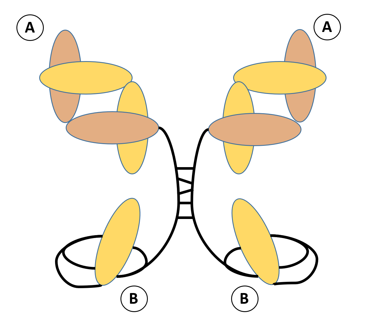 Schematic representation of Fab-scFv homodimer.