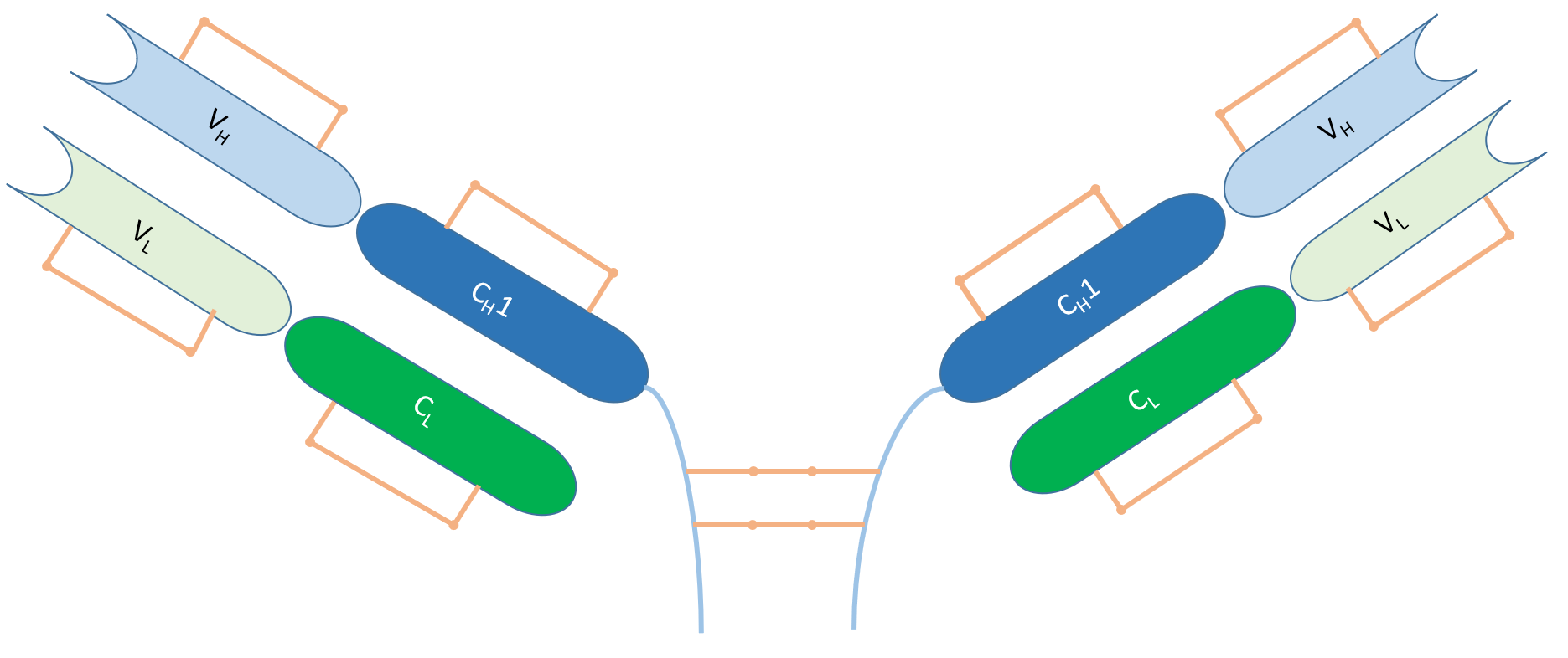 Structure of F(ab')2 fragment. 