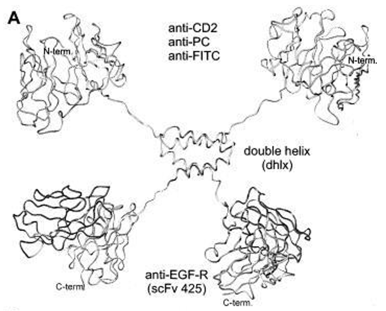 Model of a dimeric bispecific (DiBi) miniantibody.