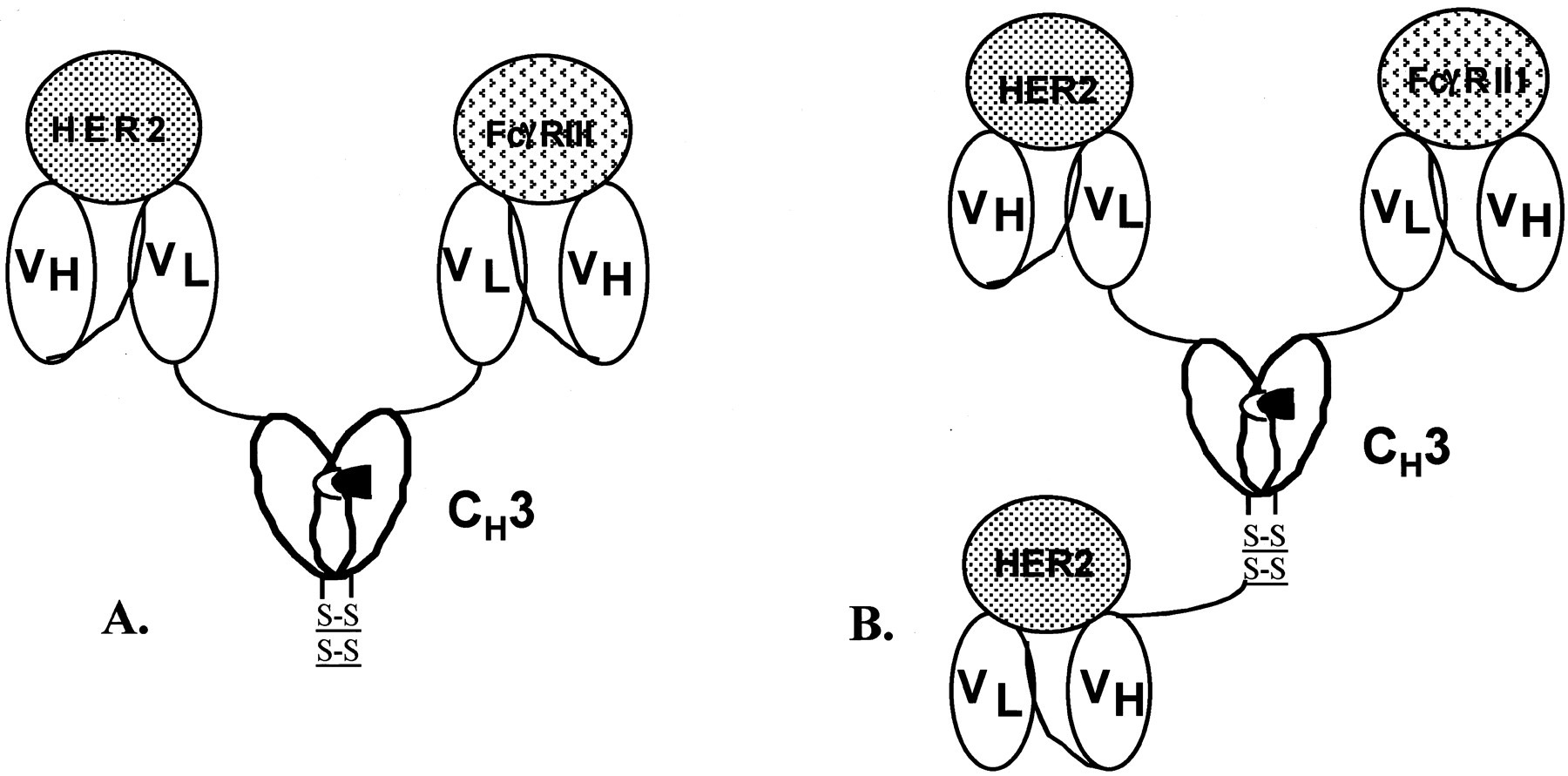 Schematic diagram of minibody constructs.