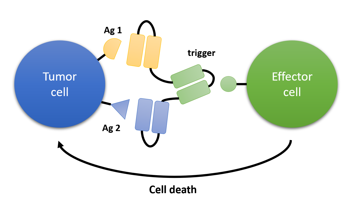 Triple Bodies for the Treatment of Cancer