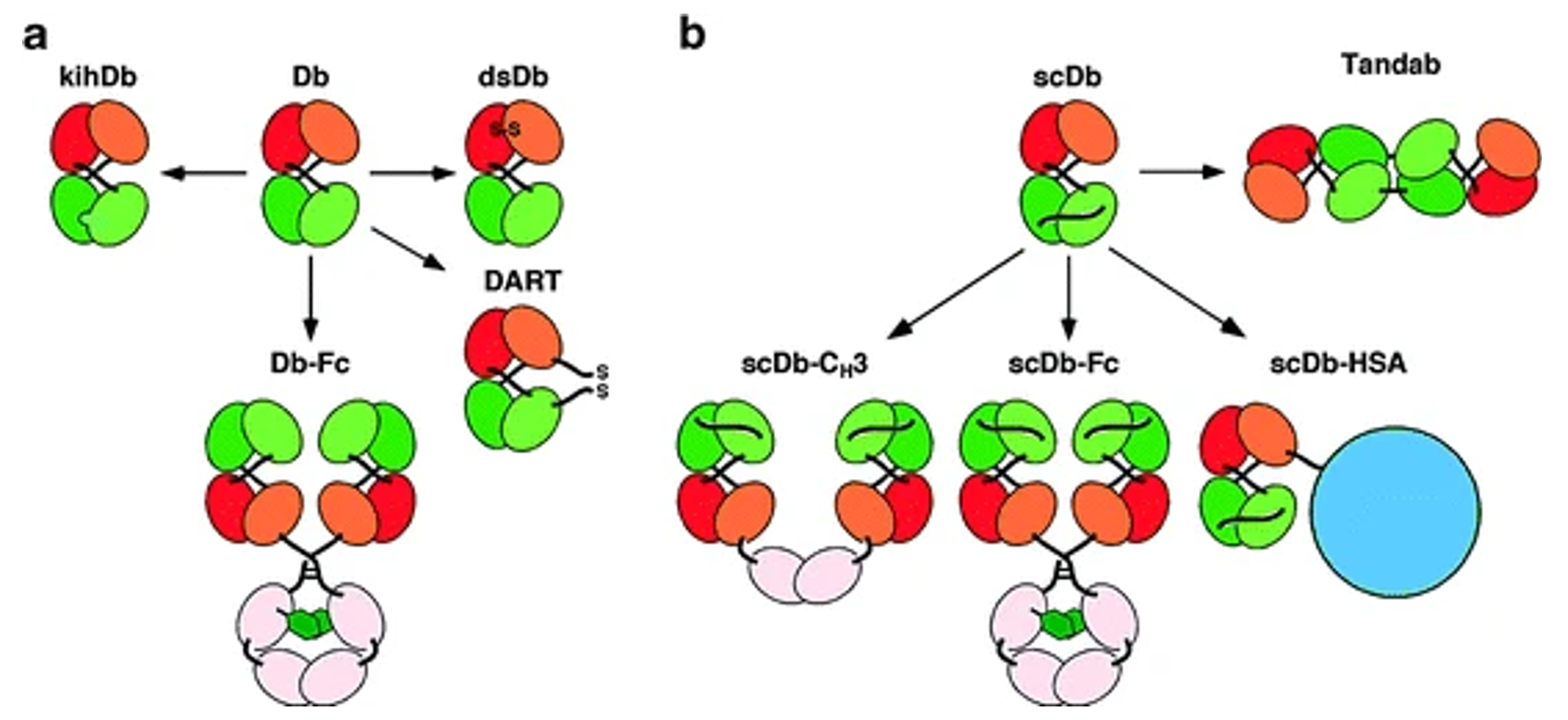 Derivatives of bispecific diabodies and single-chain diabodies.