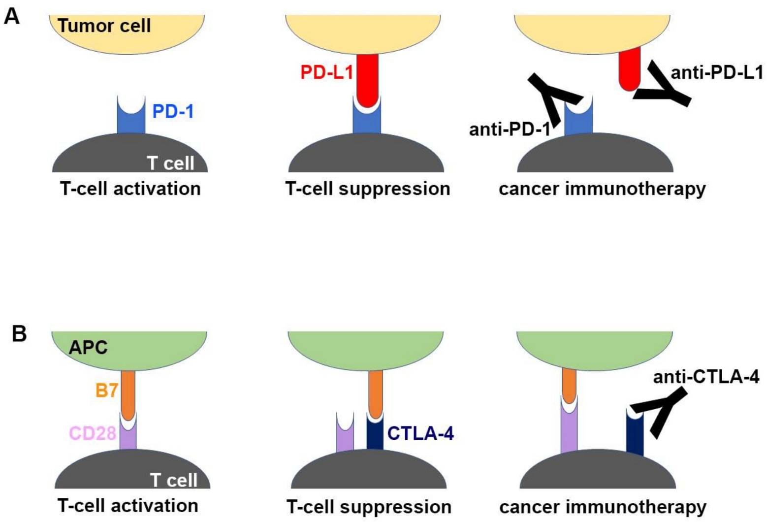 Molecular Mechanism of Checkpoint Blockade by Antibodies (Yong-Seok Heo, 2019)