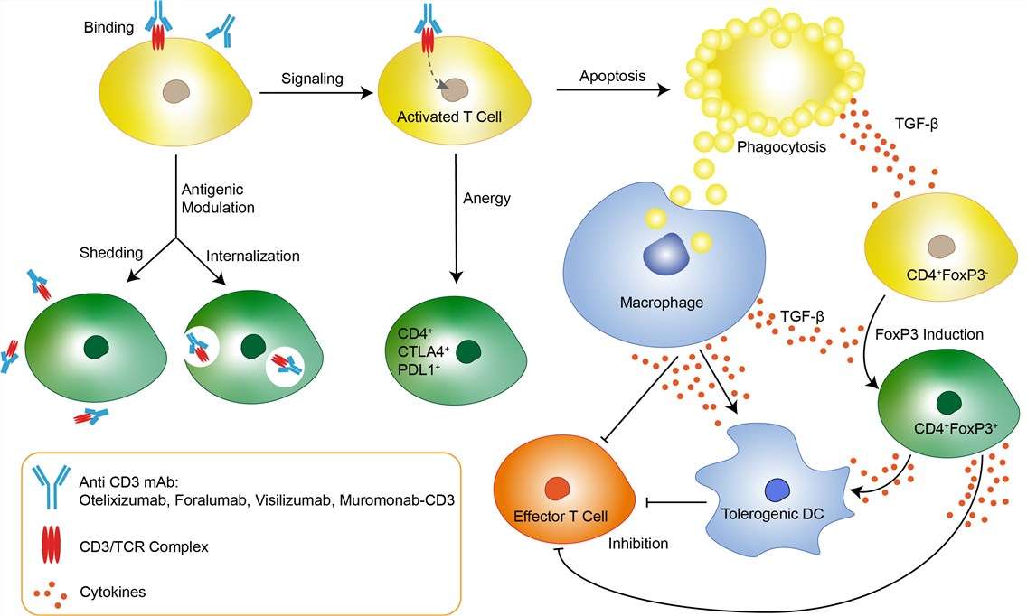 Mechanism of Action of Muromonab-CD3 (Created Biolabs)