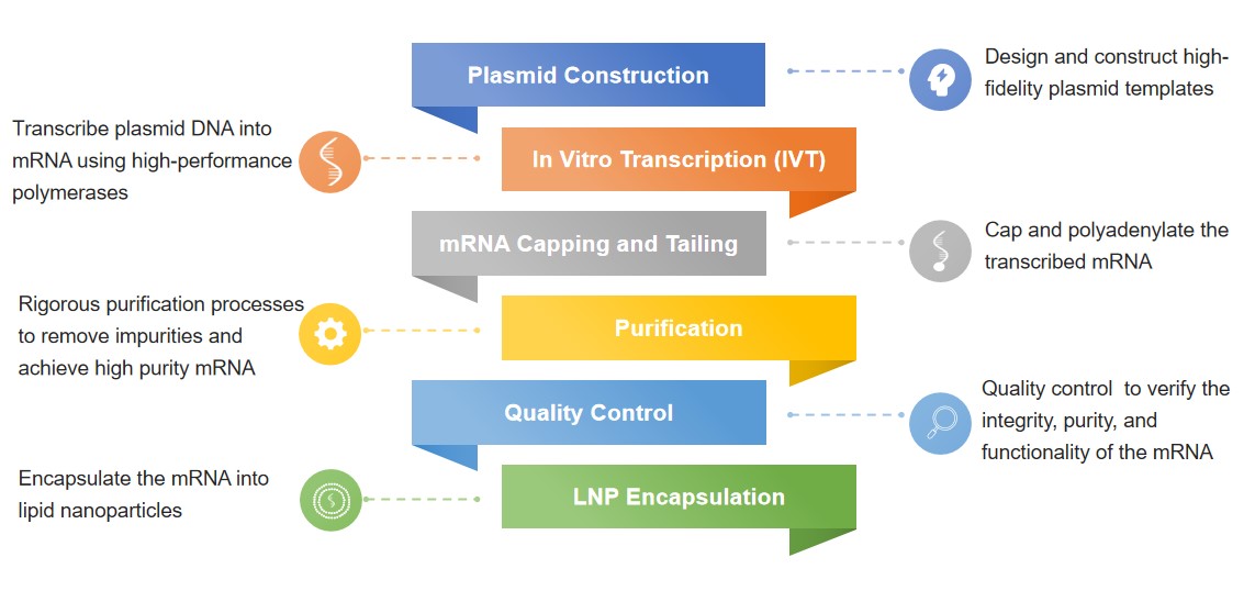 Fig.2 Workflow of GMP-like mRNA manufacturing. (Creative Biolabs original)