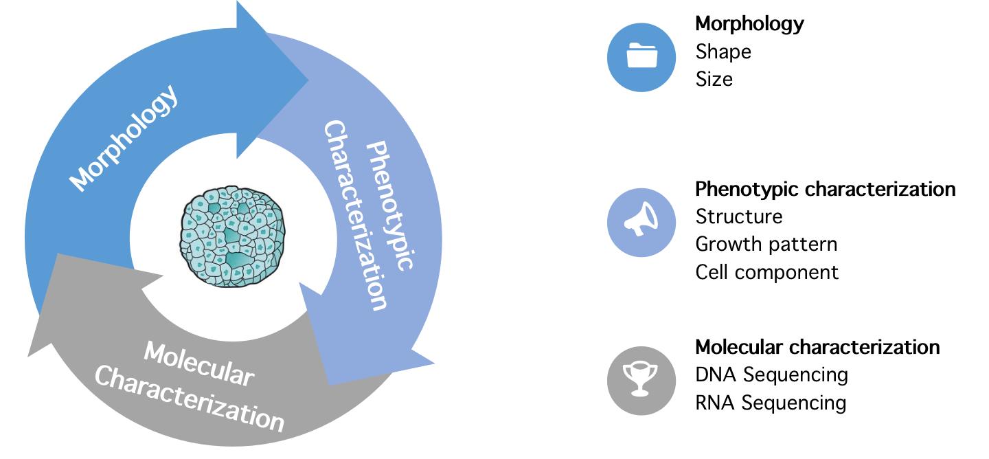 Established cancer organoids profiling.