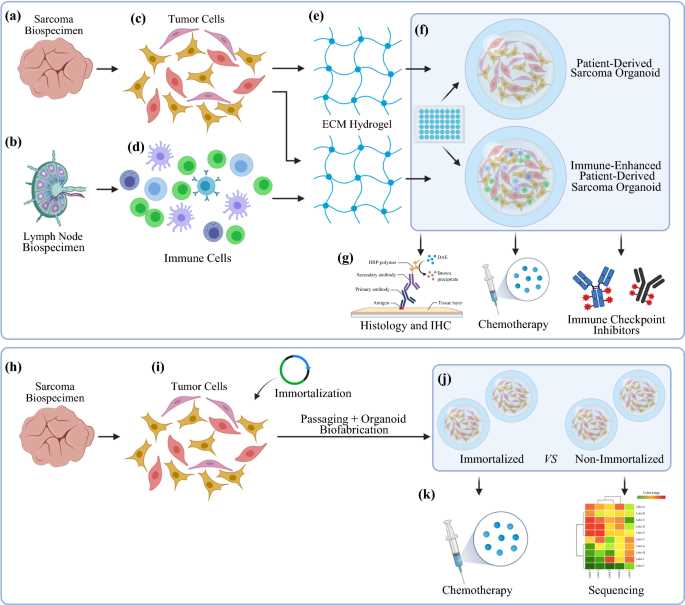 Sarcoma organoids integrated with the immune system are used for immunotherapy assessment.