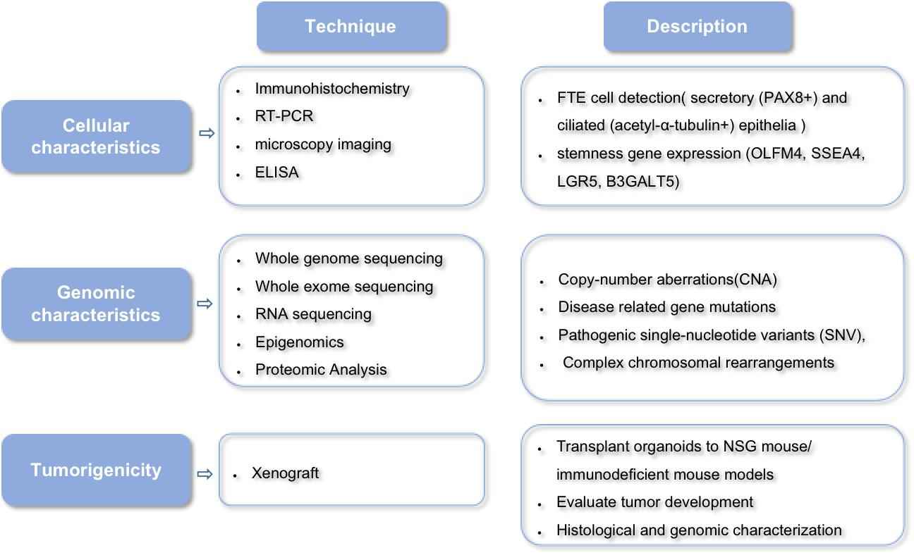 Complete Characterization of Fallopian Tube Carcinoma Cancer Organoids