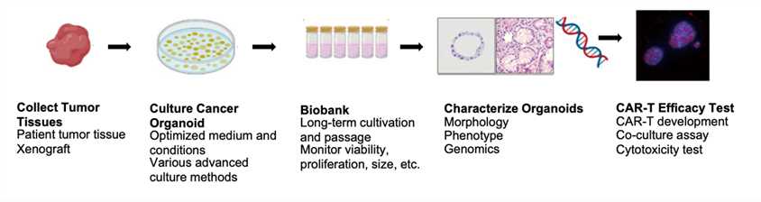 Working steps of CAR-T in vitro anti-tumor efficacy test with nasopharyngeal cancer organoid models.