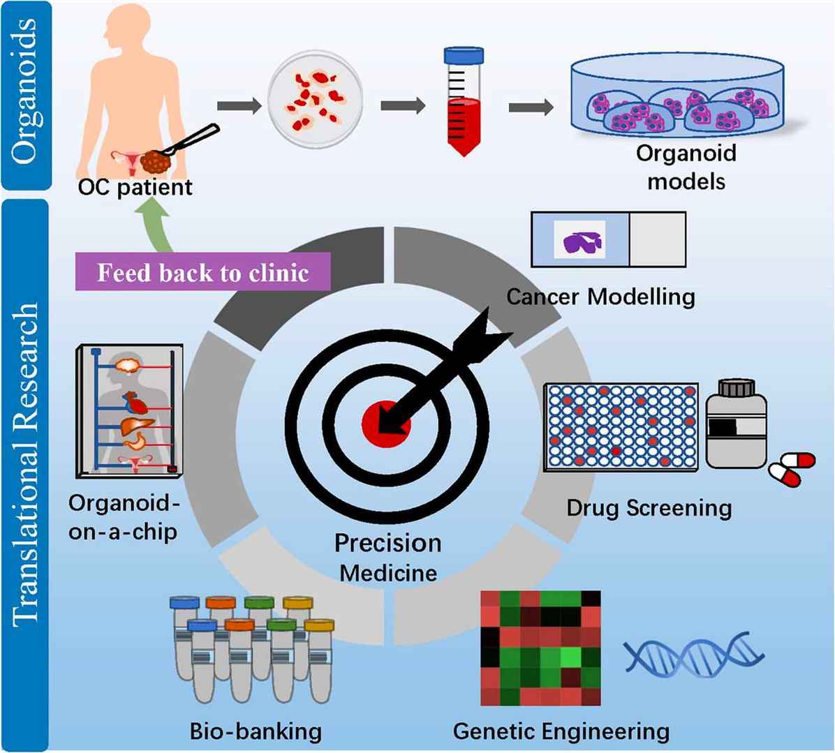 Organoids of epithelial ovarian cancer (EOC)