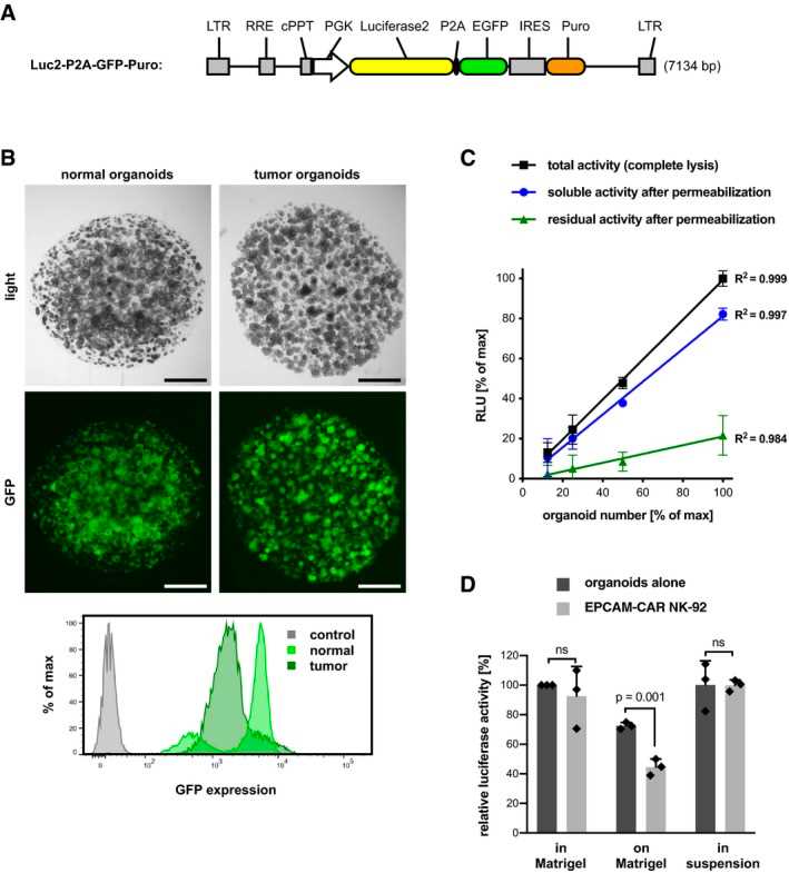 Measure the luciferase activity in organoids to determine CAR-NK92 cell cytotoxicity.