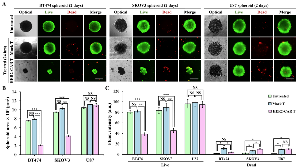 Fig.3 Cytotoxicity of CAR T cells. (Chen, Zhenzhong et al., 2022)