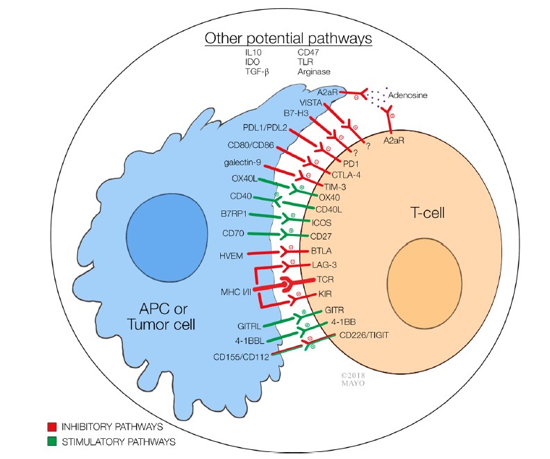 Fig.1 Immune checkpoints in TME. (Marin-Acevedo, et al., 2018)