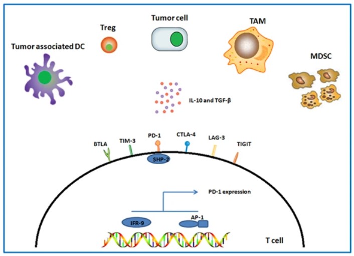 Fig.1 Inhibitory receptors in T-cell exhaustion. (Jiang, et al., 2015)