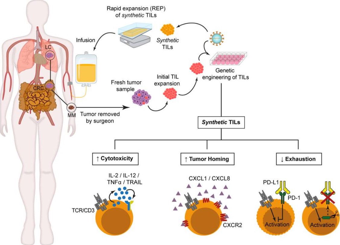 Fig.1 Synthetic TILs manufacturing. (Jiménez-Reinoso, et al., 2021)