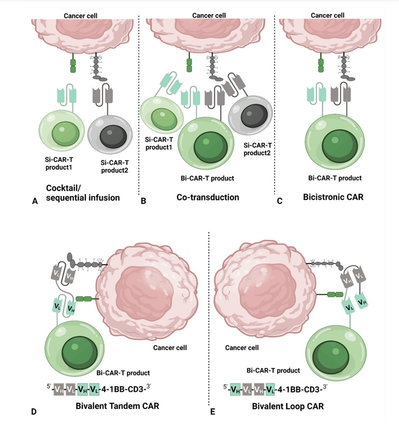 Fig.1：Illustration of Dual-targeting CAR T-cell Strategies. 