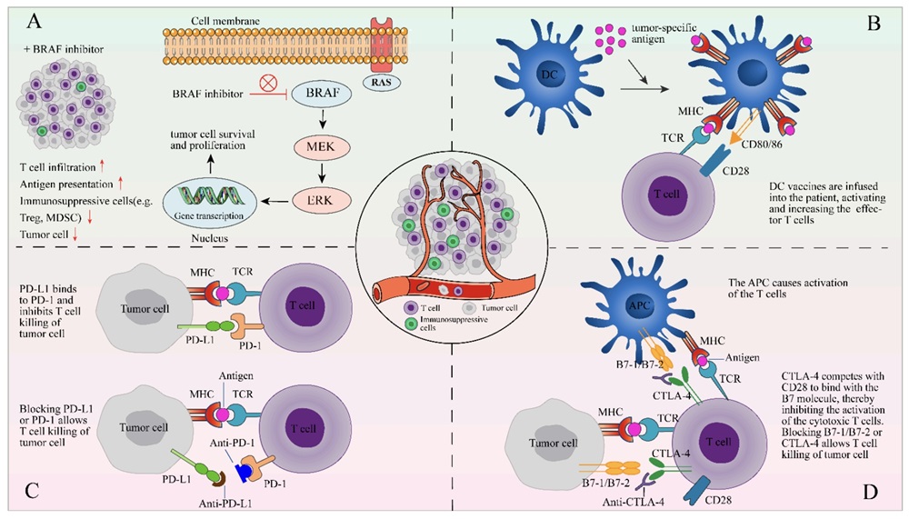 Fig.2：The Combination of TIL Therapy and Other Therapies. 