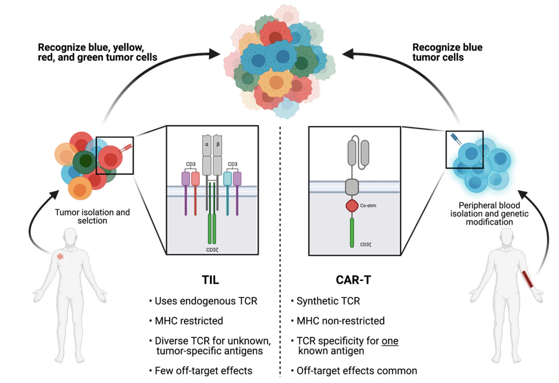 Fig.1：Structural and Functional Differences Between TILs and CAR-Ts in Antitumor Treatment. 