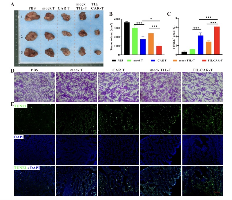 Fig.2：TIL CAR-T Inhibited Tumor Growth. 