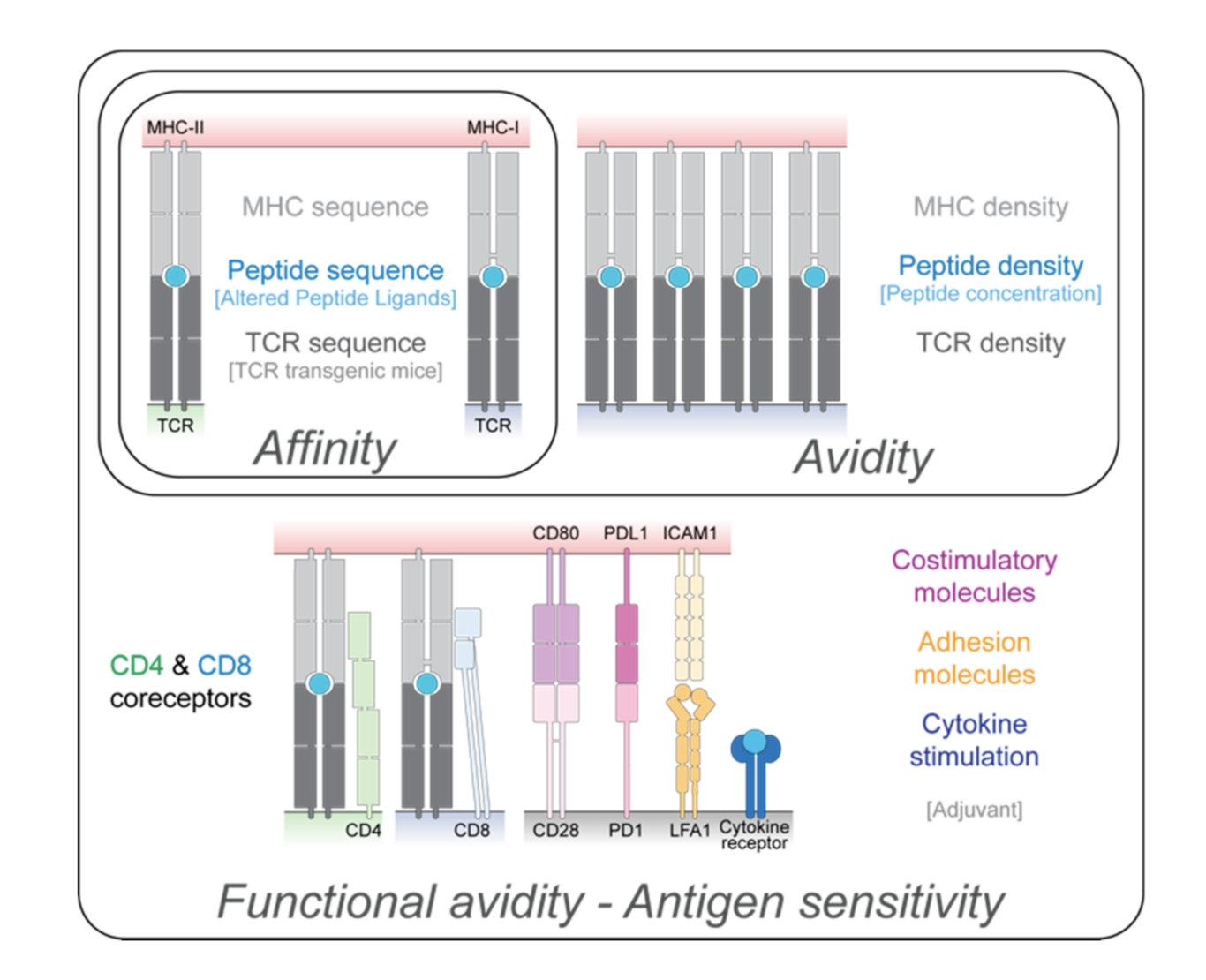 Fig.1：Factors that Influence the Affinity, Avidity, and Functional Avidity of T Cell.