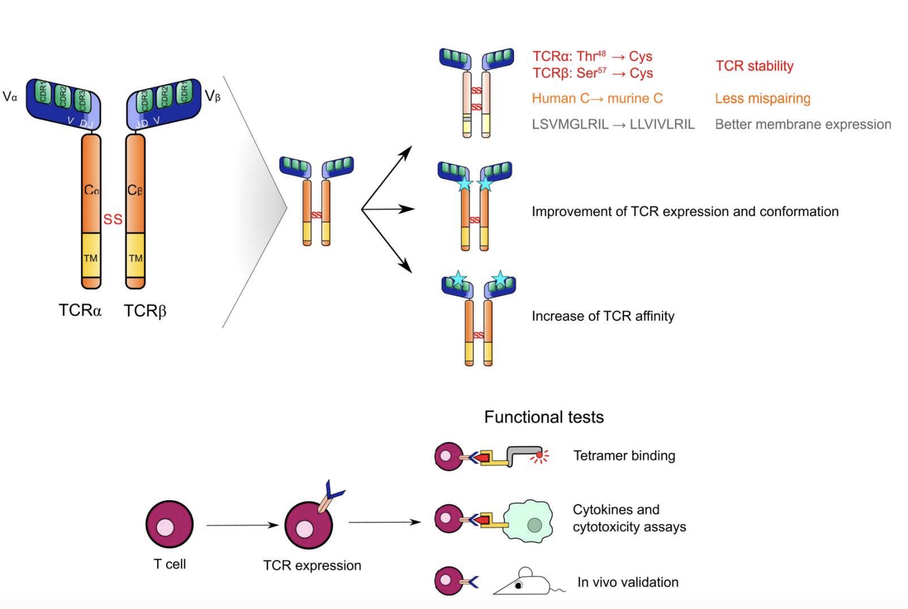 Fig.1：TCR Enhancement and Verification.