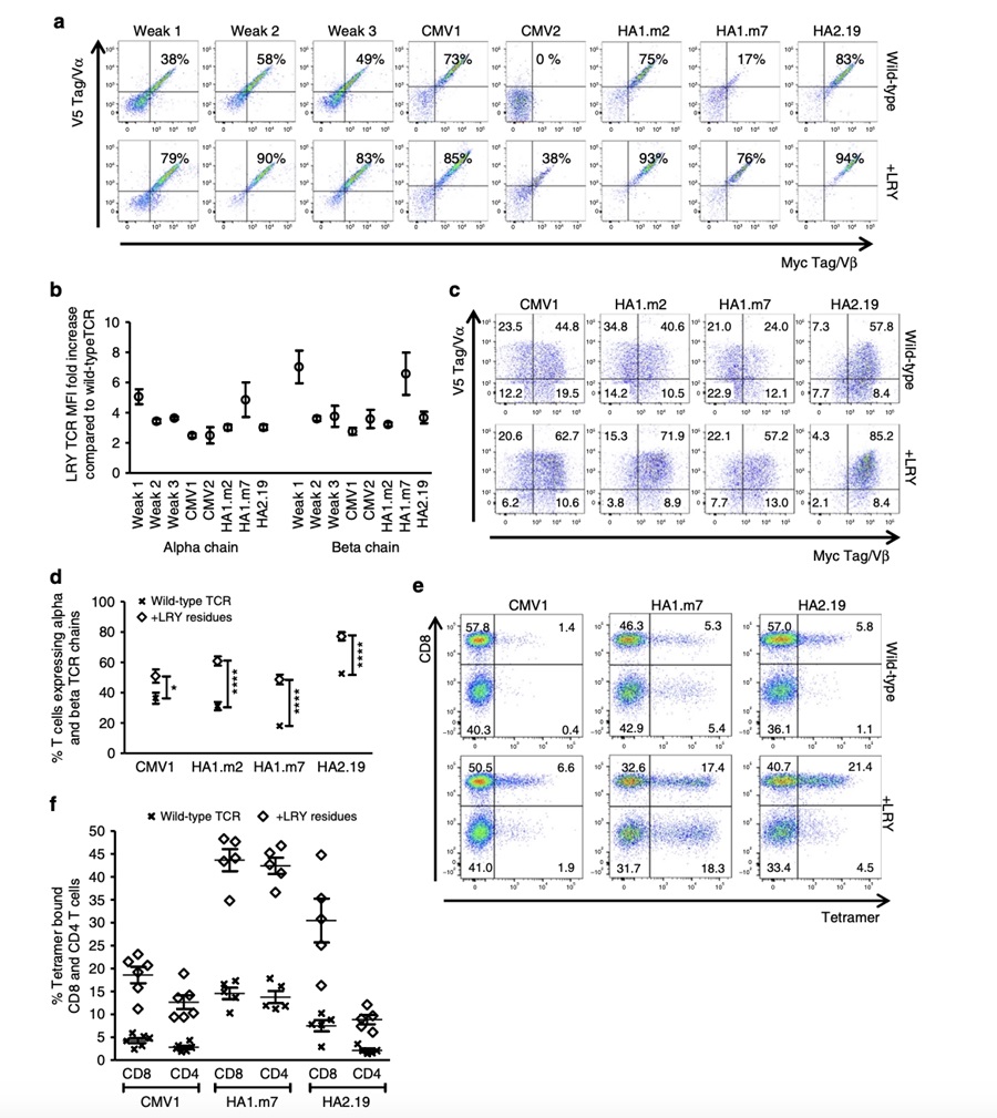 Fig.2：Replacement of Three Framework Residues Reduces TCR Mispairing and Enhances TCR Expression.