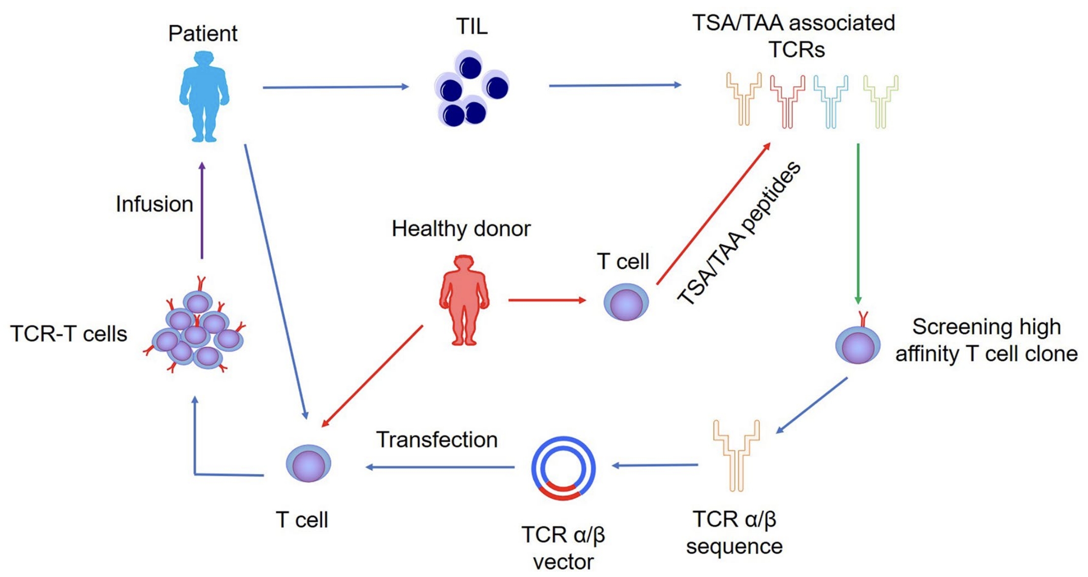 Fig.1：Schematic Diagram of TCR-T Cell Thearpy. 