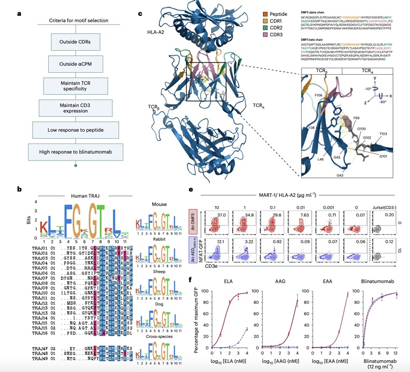 Fig.2：TCR Sequence Analysis and Functional Decoupling of TCR-antigen Binding From CD3 Signalling.