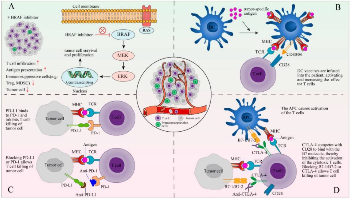 Fig.1 Combination of TIL therapy with other therapies. (Zhao, et al., 2022)