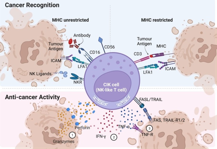 Fig.1 Tumor recognition and anticancer activity of CIK cells.