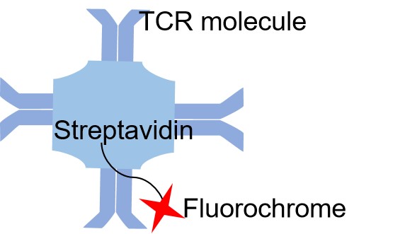 TCR tetramer.