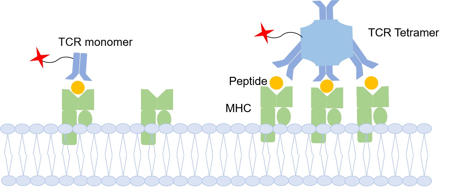 TCR monomer vs. TCR tetramer.